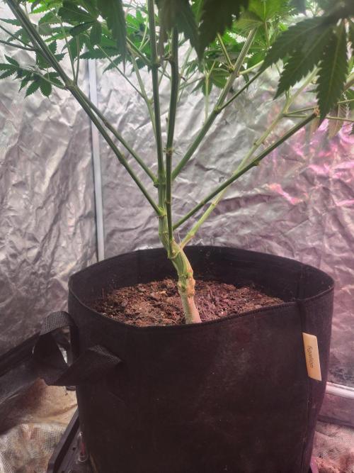 Mimosa champagne dreams. Week 10