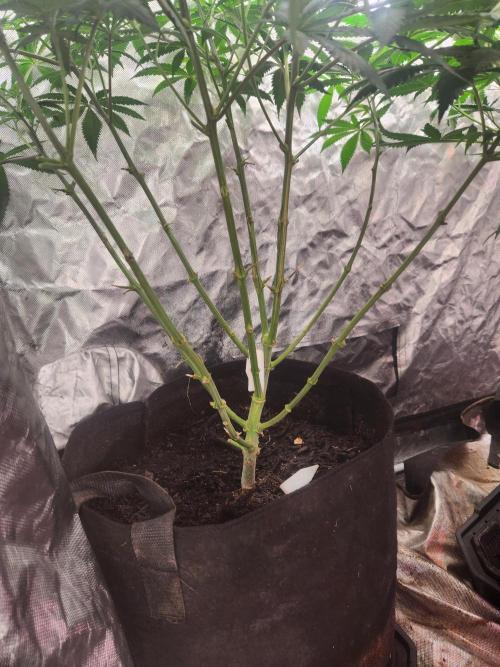 Mimosa champagne dreams. Week 10