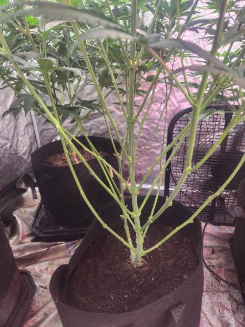 Mimosa champagne dreams. Week 10