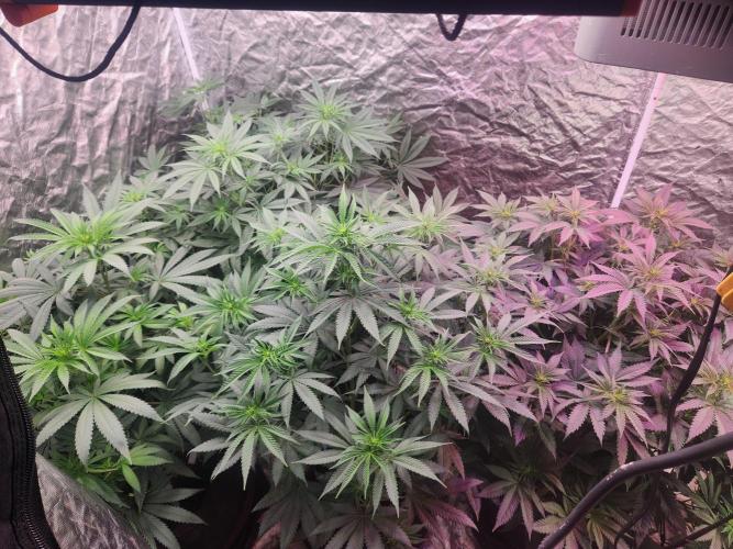 Mimosa champagne dreams. Week 10