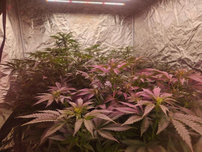 Mimosa champagne dreams. Week 10