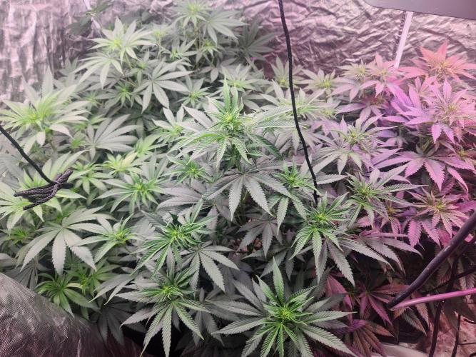 Mimosa champagne dreams. Week 10