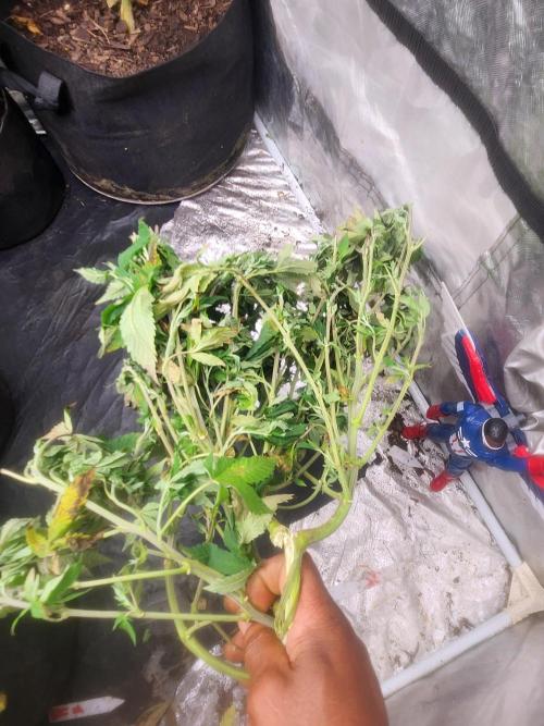 Banana Kush Fem. Week 13