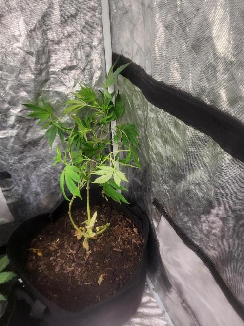 Banana Kush Fem. Week 13