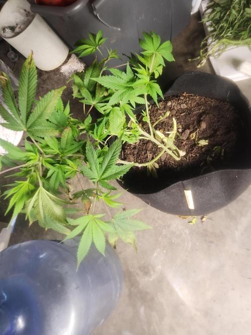 Banana Kush Fem. Week 13