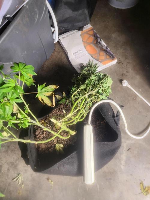 Banana Kush Fem. Week 13