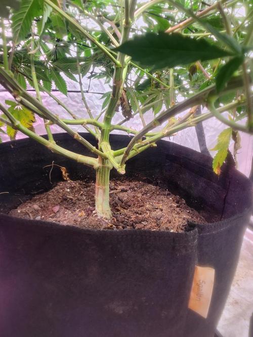 Banana Kush Fem. Week 13