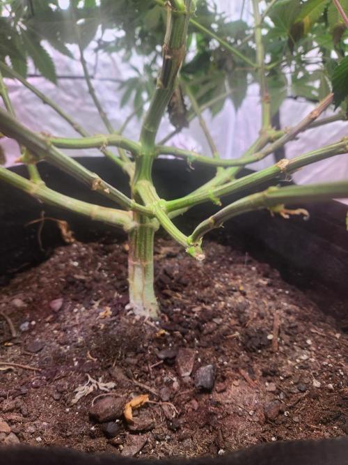 Banana Kush Fem. Week 13