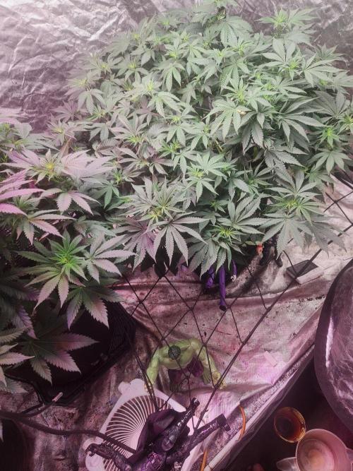 Banana Kush Fem. Week 13