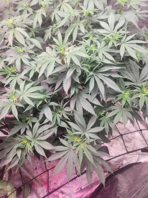 Banana Kush Fem. Week 13