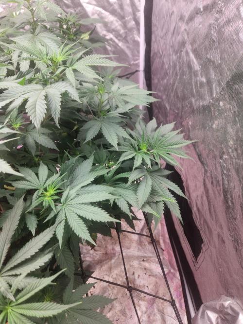 Banana Kush Fem. Week 13