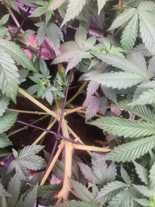 Banana Kush Fem. Week 13