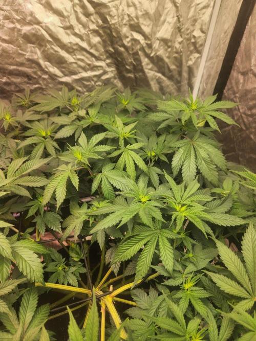 Banana Kush Fem. Week 13