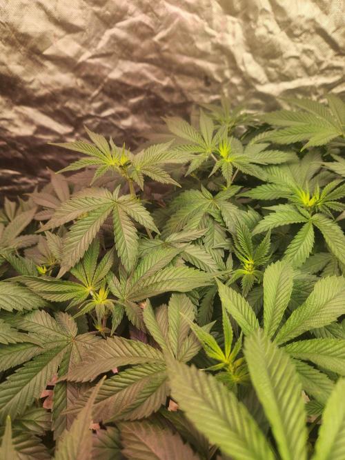 Banana Kush Fem. Week 13