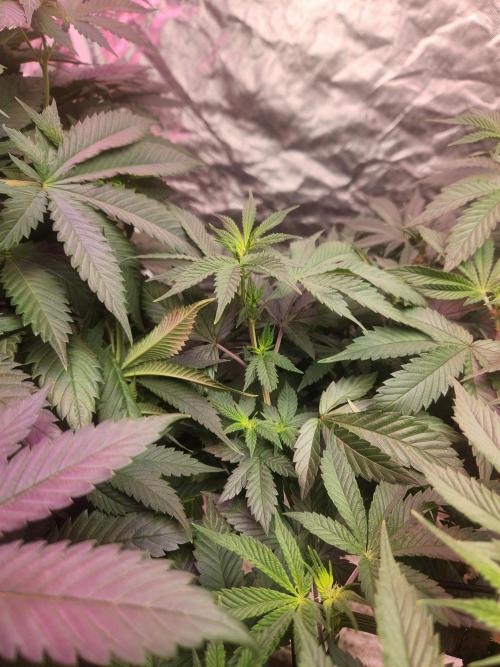 Banana Kush Fem. Week 13