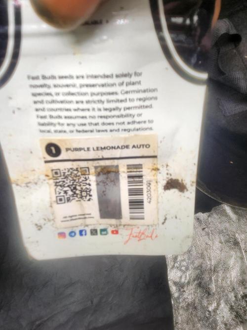 Mimosa champagne dreams. Week 11