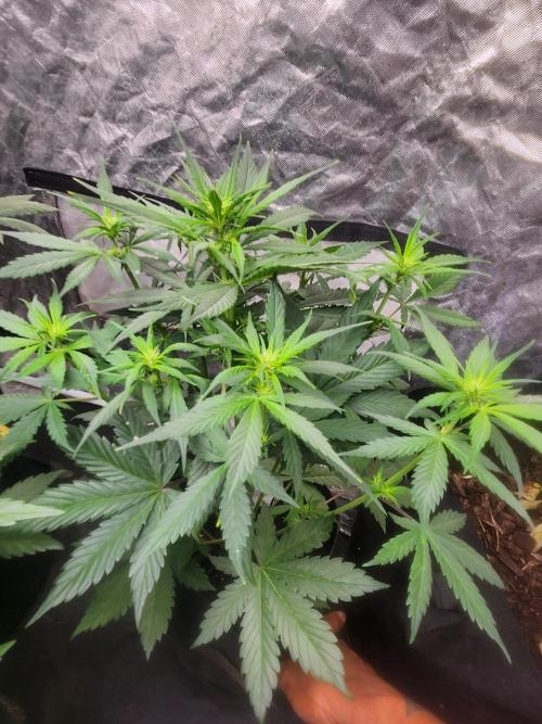 Mimosa champagne dreams. Week 11