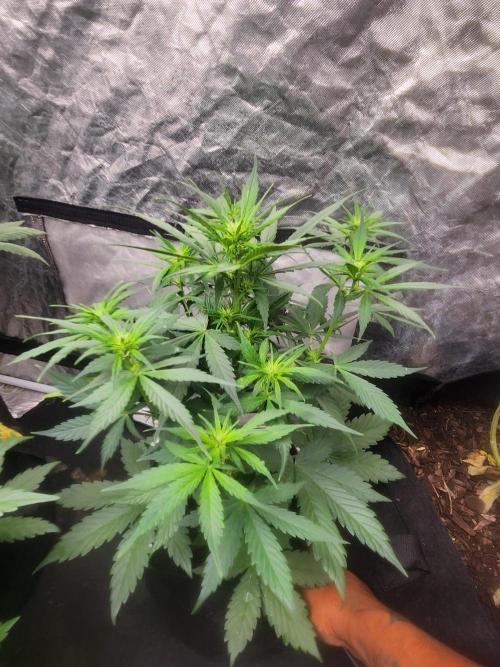 Mimosa champagne dreams. Week 11