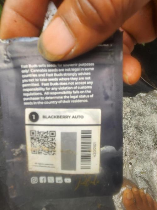 Mimosa champagne dreams. Week 11