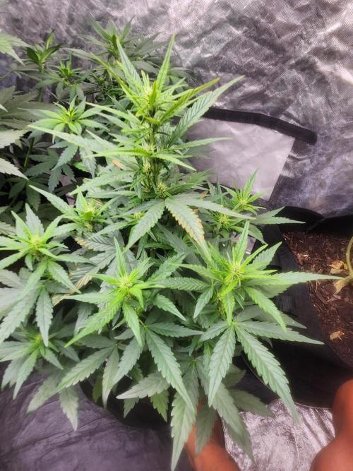 Mimosa champagne dreams. Week 11