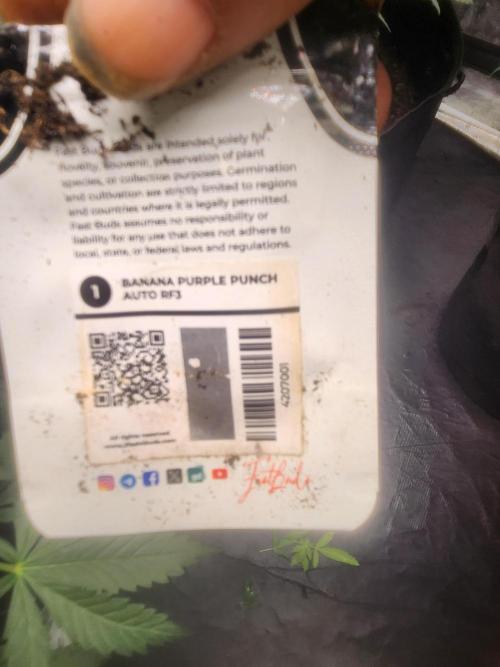 Mimosa champagne dreams. Week 11