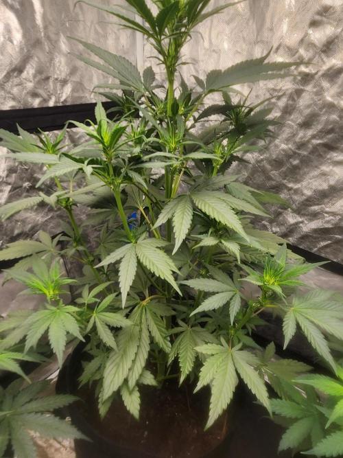 Mimosa champagne dreams. Week 11