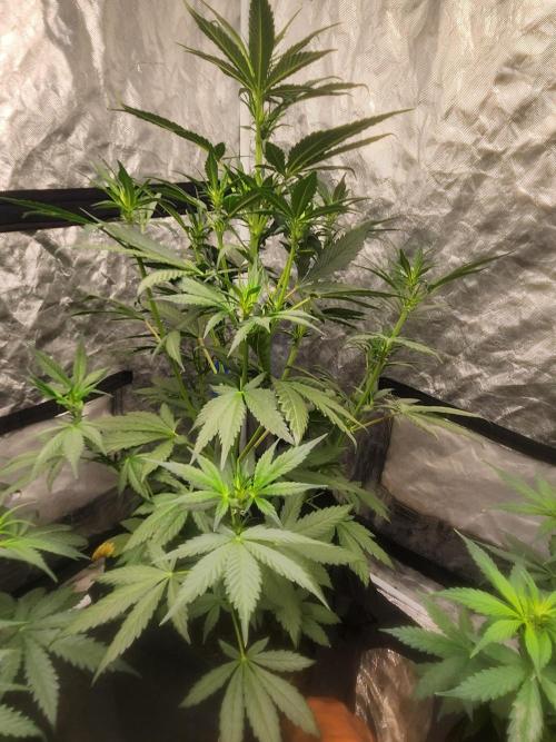 Mimosa champagne dreams. Week 11