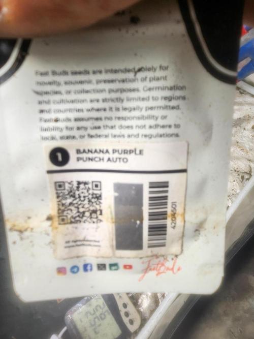 Mimosa champagne dreams. Week 11