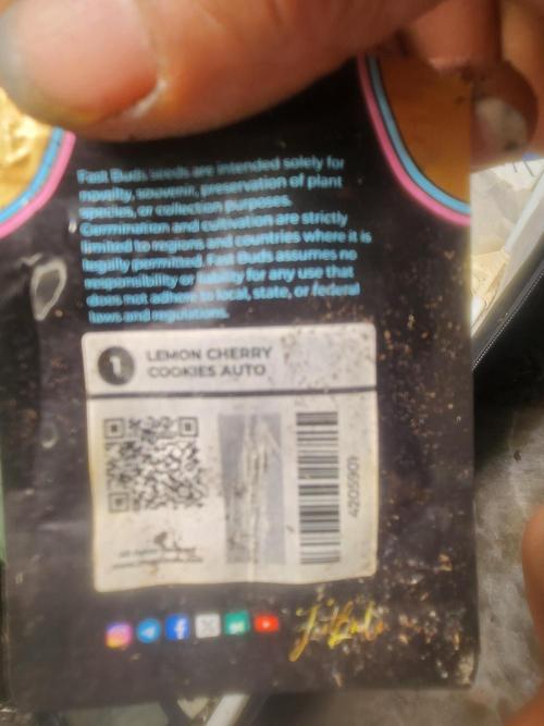 Mimosa champagne dreams. Week 11