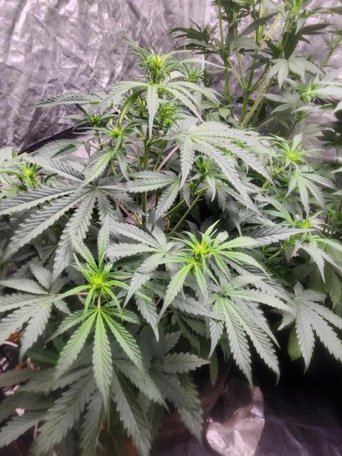 Mimosa champagne dreams. Week 11