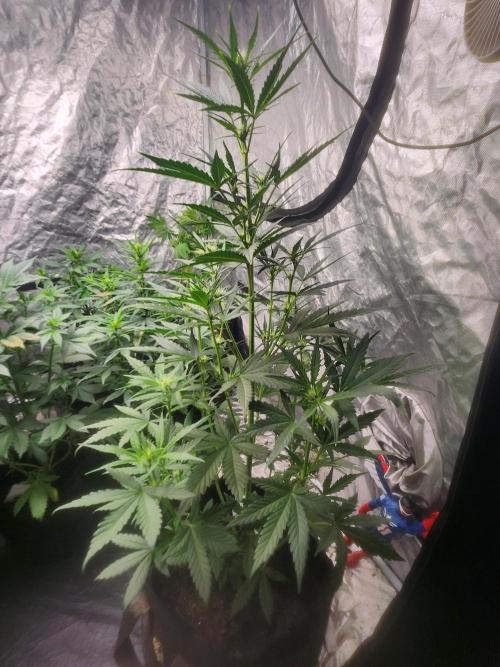 Mimosa champagne dreams. Week 11
