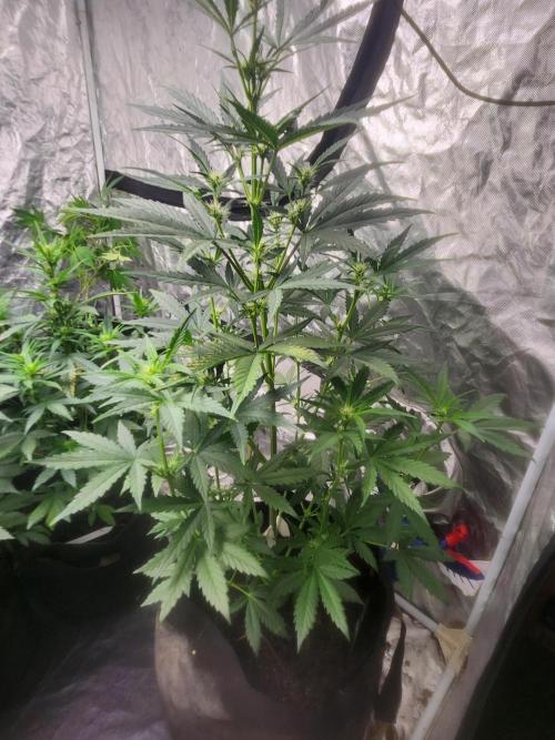 Mimosa champagne dreams. Week 11