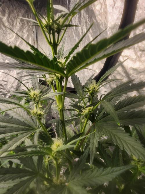 Mimosa champagne dreams. Week 11