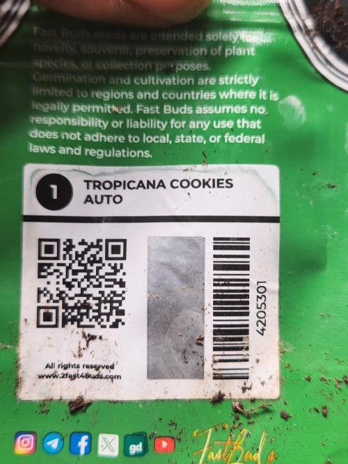 Mimosa champagne dreams. Week 11