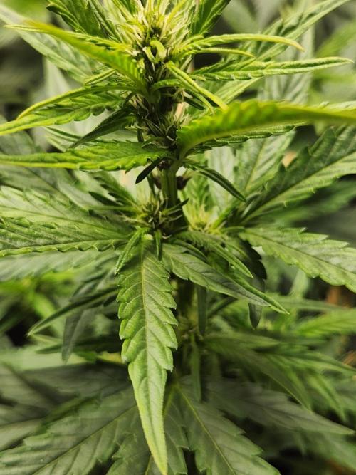 Mimosa champagne dreams. Week 11