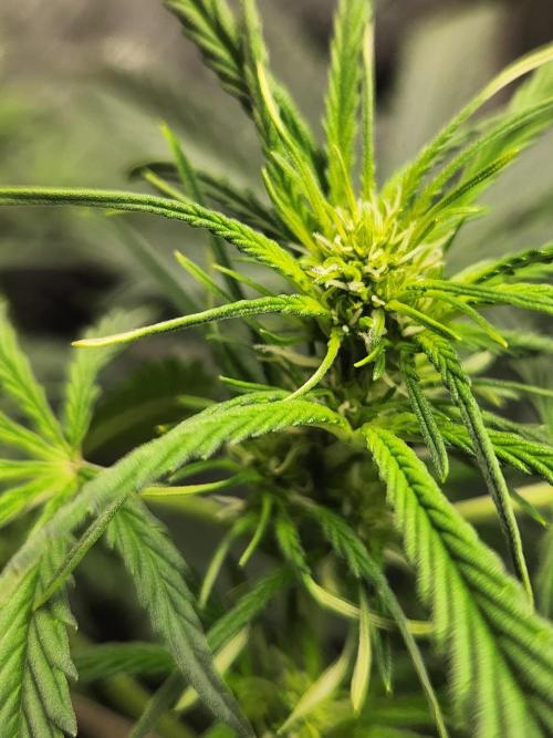 Mimosa champagne dreams. Week 11