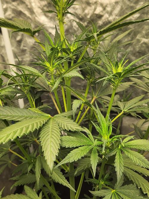 Mimosa champagne dreams. Week 11