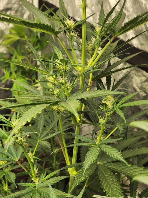 Mimosa champagne dreams. Week 11