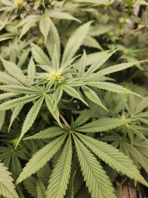 Banana Kush Fem. Week 16