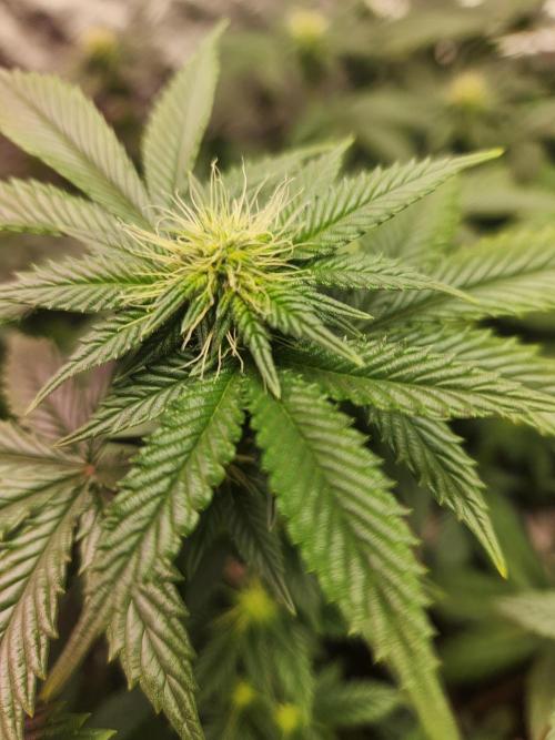 Banana Kush Fem. Week 16