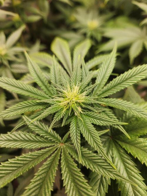 Banana Kush Fem. Week 16