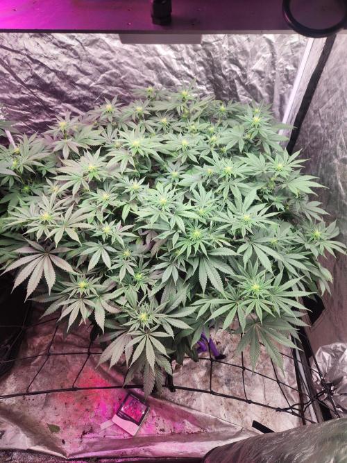 Banana Kush Fem. Week 16