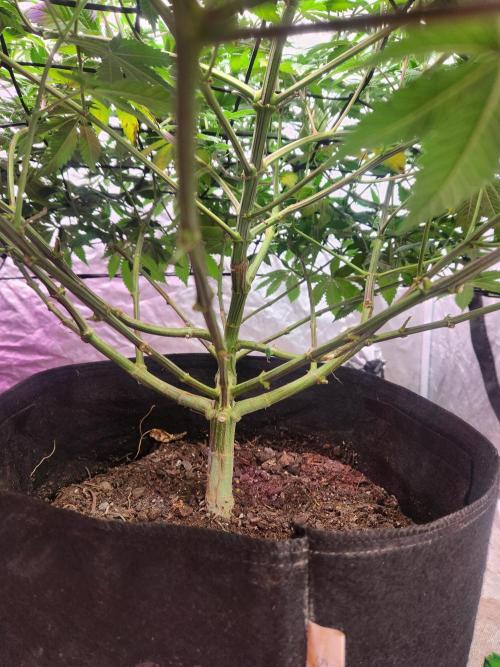 Banana Kush Fem. Week 16