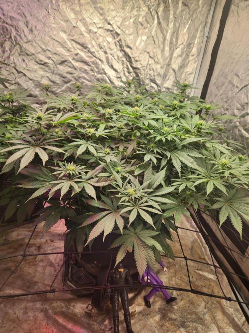 Banana Kush Fem. Week 16