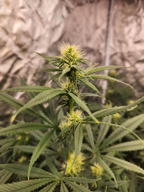 Mimosa champagne dreams. Week 14