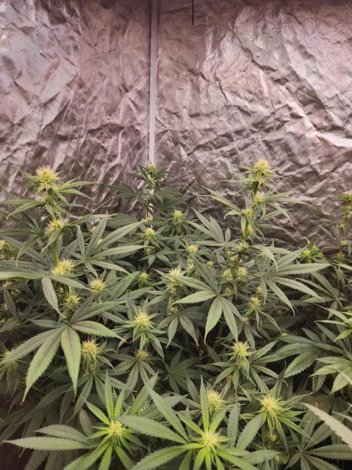 Mimosa champagne dreams. Week 14