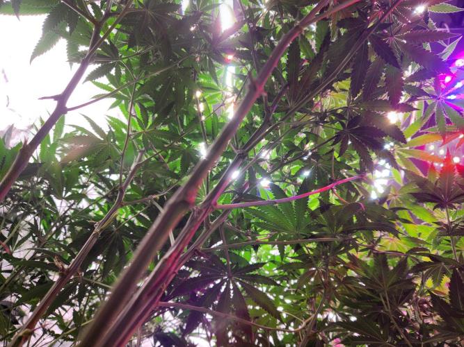 Mimosa champagne dreams. Week 14