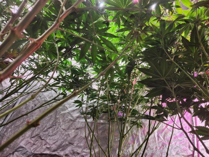 Mimosa champagne dreams. Week 14