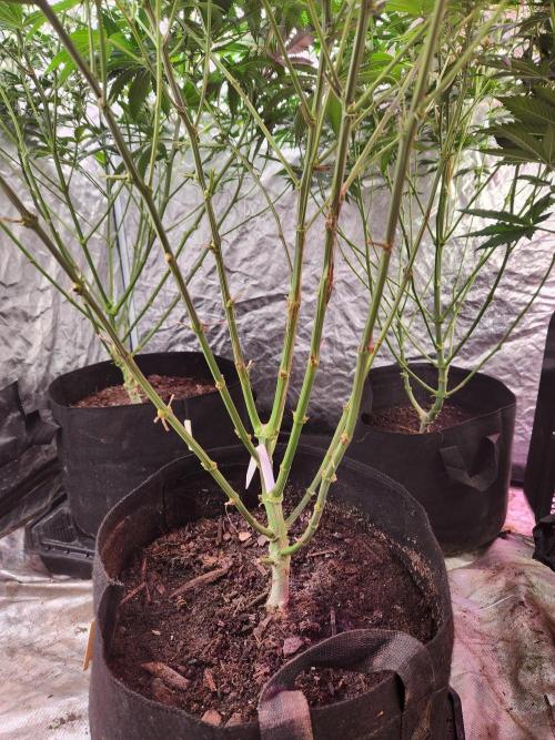 Mimosa champagne dreams. Week 14