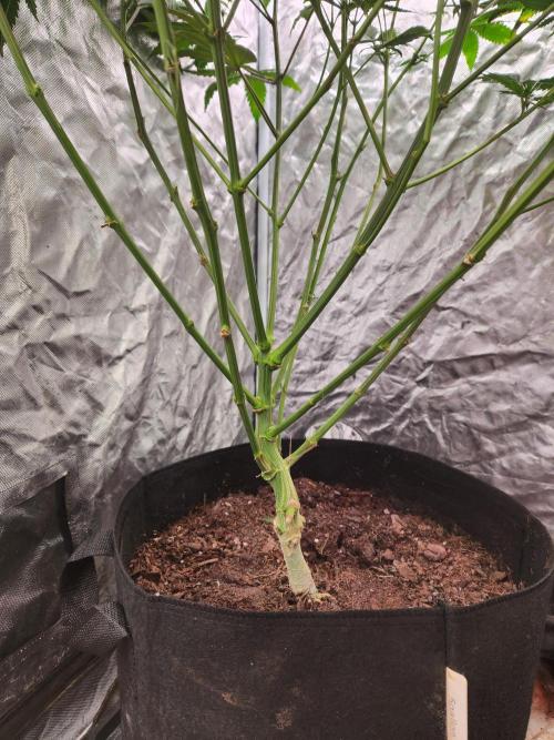 Mimosa champagne dreams. Week 14